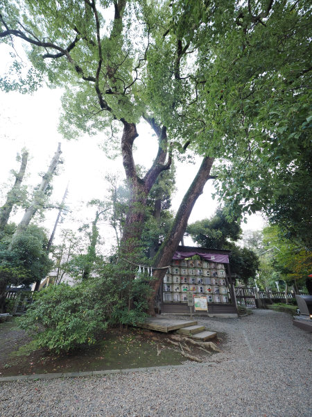 氷川神社