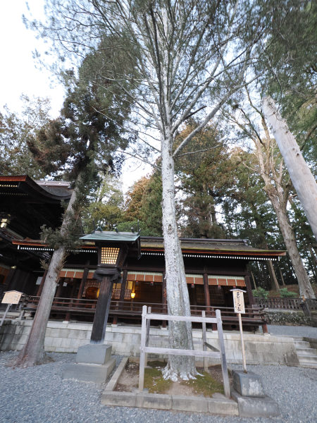 諏訪大社 下社 秋宮