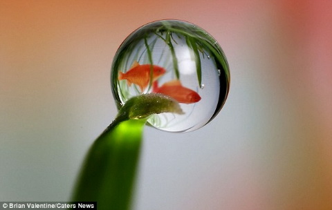 素人カメラマンによる、水滴の中に被写体を投影した幻想的な写真1