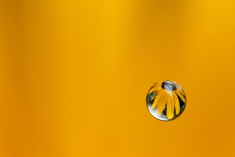 素人カメラマンによる、水滴の中に被写体を投影した幻想的な写真4